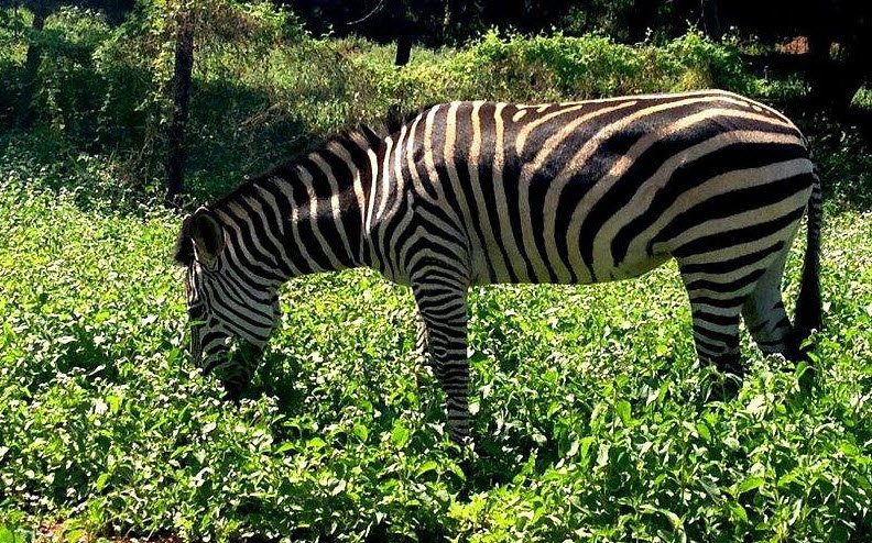 Munda Wanga Environmental Park, Lusaka, Lusaka Province, Zambia